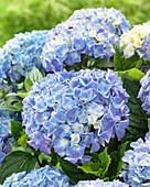 Hydrangea macrophylla Blue Ballad ®