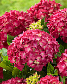 Hydrangea macrophylla Red Reggae ®