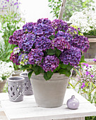 Hydrangea macrophylla Purple Punk ®