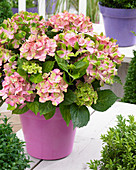 Hydrangea macrophylla Fantasia