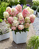 Hydrangea paniculata Diamant Rouge ®