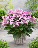 Hydrangea Doppio Rosa