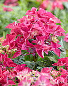 Hydrangea macrophylla 'Shining Angel' ® pink
