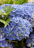 Hydrangea macrophylla 'Blue Boogiewoogie' ®