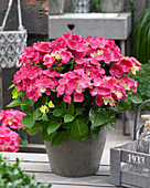 Hydrangea macrophylla Forever and Ever red