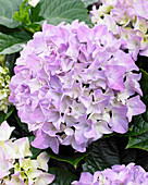 Hydrangea Tabletensia® purple
