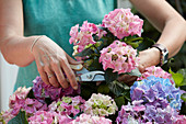 Frau schneidet Blüten von Hortensie
