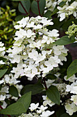 Hydrangea paniculata Wim's Red