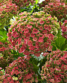 Hydrangea macrophylla Together