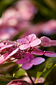 Blüte von Hortensie