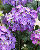 Hydrangea macrophylla Black Steel 'Blue Ball' ®