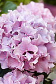 Hydrangea Spike ® 'Pink'