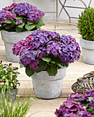 Hydrangea macrophylla purple