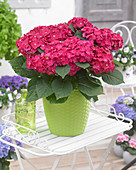 Hydrangea red