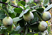 Apple quinces on a tree