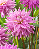 Dahlia Worton Blue Streak