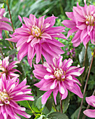 Dahlia Razzle Dazzle