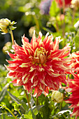 Dahlia Bodacious