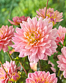 Dahlia Pink Magic ®