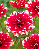 Dahlia Fiorentina ®