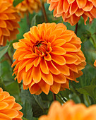 Dahlia Summer Flame