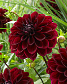 Dahlia 'Kaisha Lea'