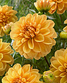 Dahlia 'Safari'