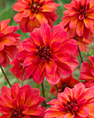 Dahlia Groovy