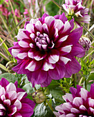 Dahlia 'Patches'