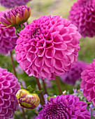 Dahlia 'Jan van Schaffelaar'