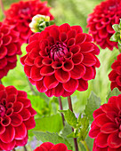 Dahlia Purple Cap