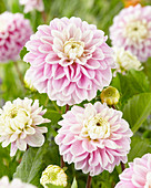 Dahlia Fluffles