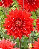 Dahlia Excalibur