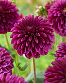 Dahlia Jowey Veronique