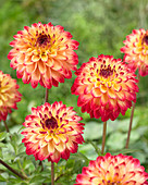 Dahlia Seniors Flame