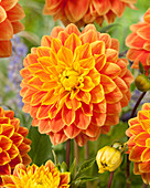 Dahlia 'Myrthe'