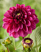 Dahlia Lilac Bull