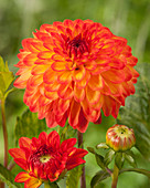 Dahlia Mardi Gras