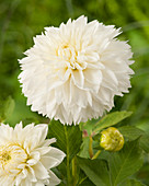 Dahlia Myama Fubuki