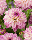 Dahlia HVE 13-13