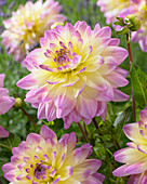 Dahlia Sagitta