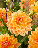 Dahlia Rancho