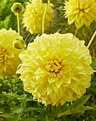 Dahlia Spartacus yellow