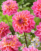 Dahlia Great Silence