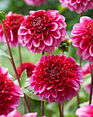 Dahlia Anemoon Rood Snij