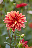 Dahlia Jescot Julie