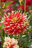 Dahlia 'Bodacious'