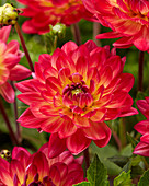 Dahlia 'Kilburn Glow'