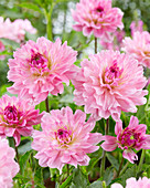 Dahlia Garden Sensation