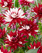 Dahlia Rebecca's World